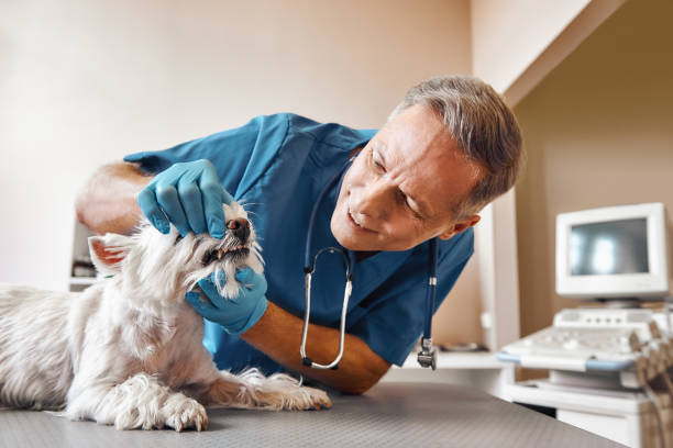 Best Emergency Root Canal Treatment in Wyoming, MN